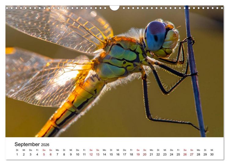 Produktbild: Oberbayerischer Insekten Kalender (Wandkalender 2026 DIN A3 quer), CALVENDO Monatskalender