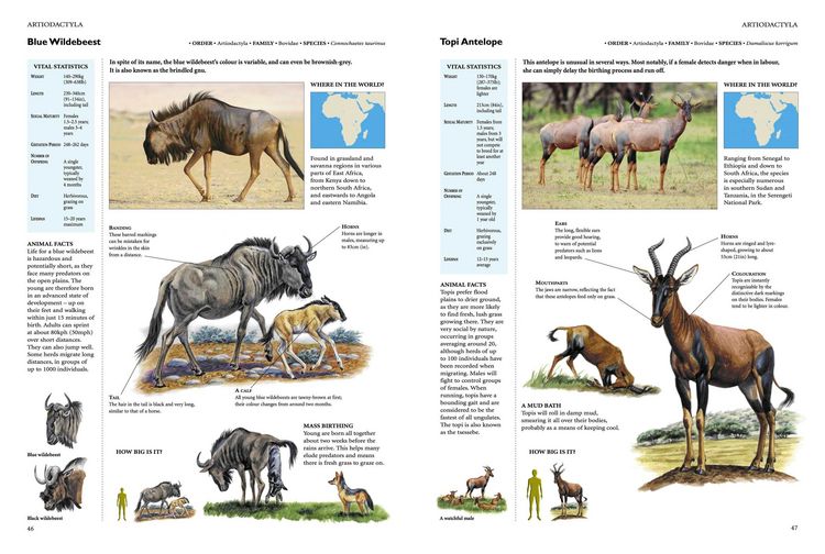 Produktbild: Encyclopedia of Animals