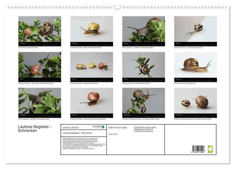 Produktbild: Lautlose Begleiter - Schnecken (Wandkalender 2026 DIN A2 quer), CALVENDO Monatskalender