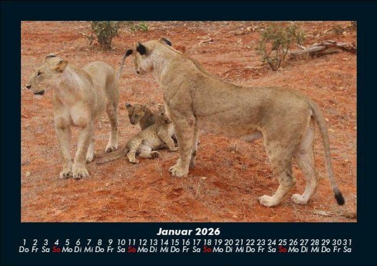 Produktbild: L&ouml;wen in der Wildnis 2026 Fotokalender DIN A5