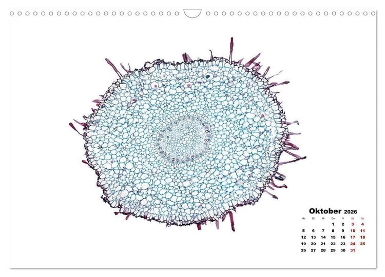 Produktbild: Pflanzen unter dem Mikroskop (Wandkalender 2026 DIN A3 quer), CALVENDO Monatskalender