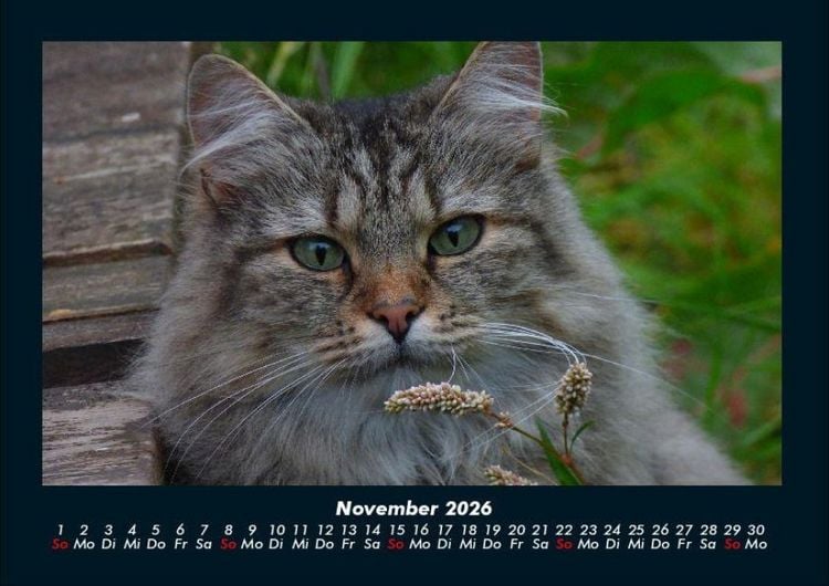 Produktbild: F&uuml;r Katzenfreunde 2026 Fotokalender DIN A4