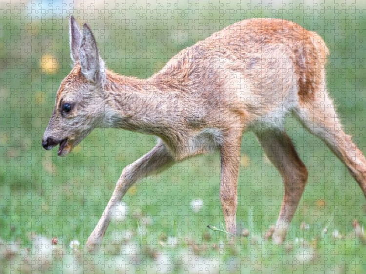 Produktbild: CALVENDO Puzzle Kitz auf einer Lichtung | 1000 Teile Lege-Gr&ouml;&szlig;e 64x48cm Foto-Puzzle f&uuml;r gl&uuml;ckliche Stunden