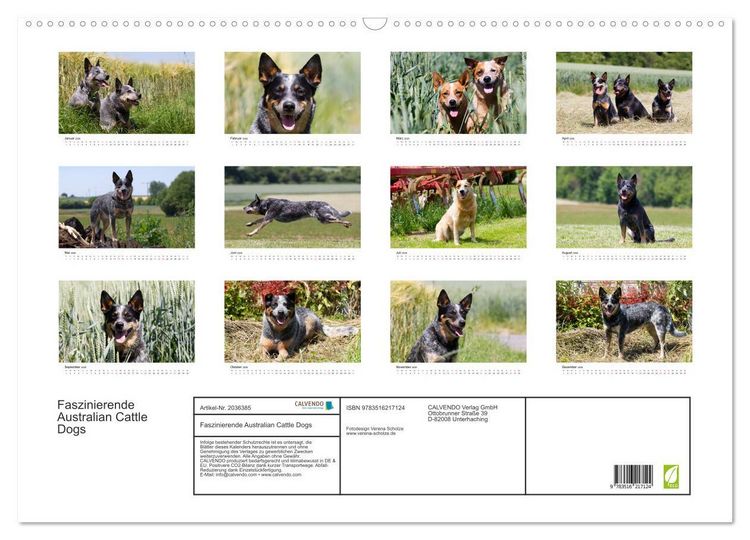 Produktbild: Faszinierende Australian Cattle Dogs (Wandkalender 2026 DIN A2 quer), CALVENDO Monatskalender