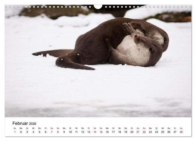 Produktbild: Otter - J&auml;ger an Fl&uuml;ssen und Seen (Wandkalender 2026 DIN A3 quer), CALVENDO Monatskalender