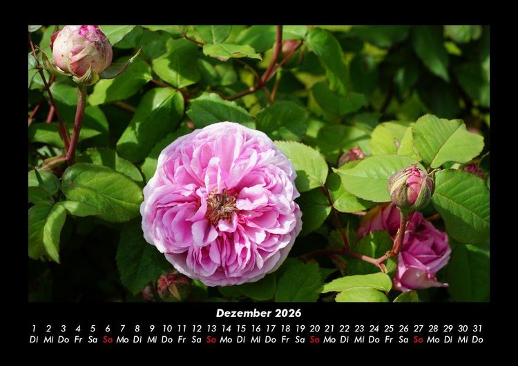 Produktbild: Blumentr&auml;ume 2026 Fotokalender DIN A3