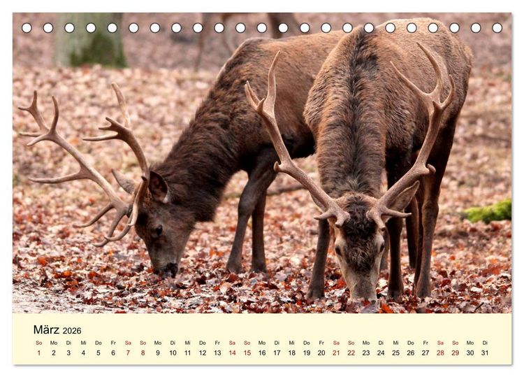 Produktbild: Der Rothirsch - Der K&ouml;nig in unseren W&auml;ldern (Tischkalender 2026 DIN A5 quer), CALVENDO Monatskalender