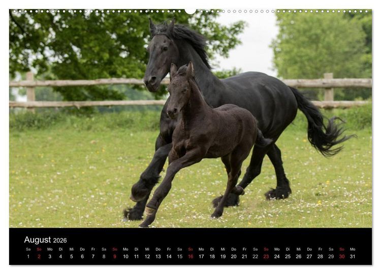 Produktbild: Friesen - Sch&ouml;nheit, Kraft und Eleganz (hochwertiger Premium Wandkalender 2026 DIN A2 quer), Kunstdruck in Hochglanz