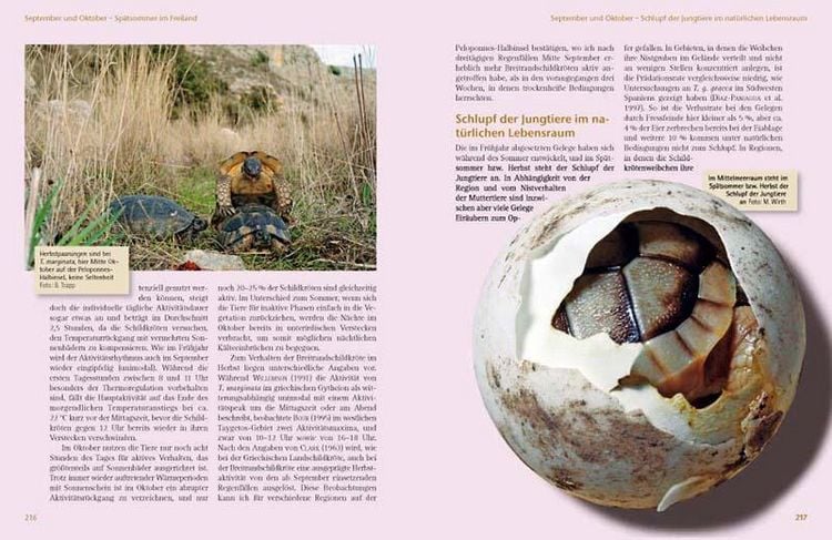 Produktbild: Maurische Landschildkr&ouml;ten