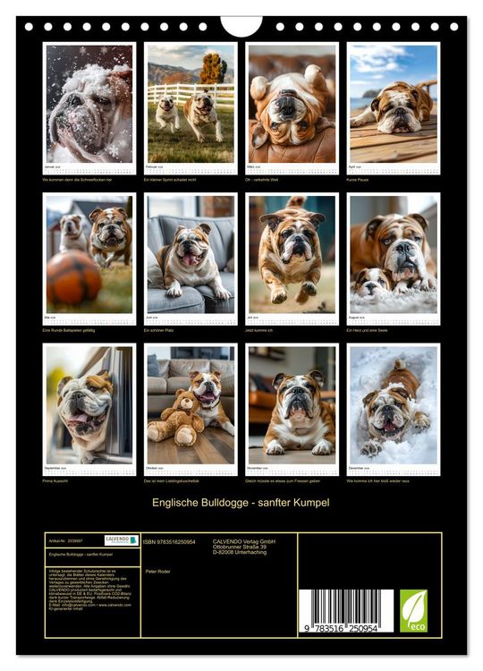 Produktbild: Englische Bulldogge - sanfter Kumpel (Wandkalender 2026 DIN A4 hoch), CALVENDO Monatskalender