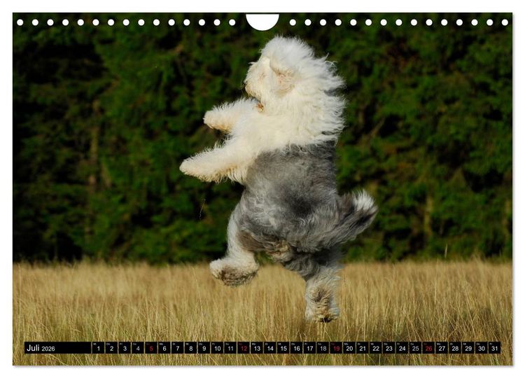 Produktbild: Traumhund Bobtail (Wandkalender 2026 DIN A4 quer), CALVENDO Monatskalender