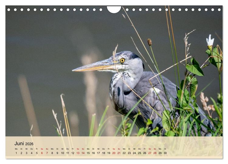 Produktbild: Wildes Stadtleben in M&uuml;nchen (Wandkalender 2026 DIN A4 quer), CALVENDO Monatskalender