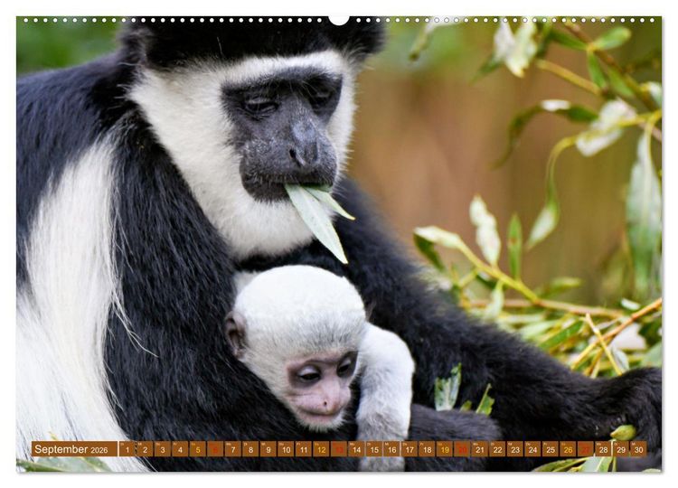 Produktbild: Tierkinder Afrikas - Entdecke ihre zauberhafte Welt (hochwertiger Premium Wandkalender 2026 DIN A2 quer), Kunstdruck in Hochglanz