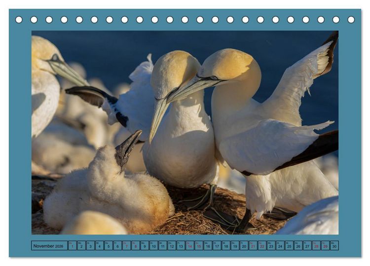 Produktbild: Helgoland und seine Basst&ouml;lpel (Tischkalender 2026 DIN A5 quer), CALVENDO Monatskalender