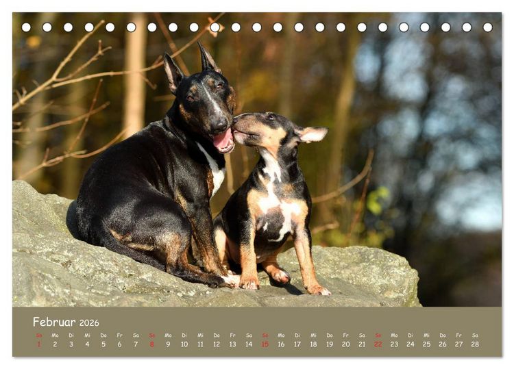 Produktbild: Einmal Bullterrier - immer Bullterrier (Tischkalender 2026 DIN A5 quer), CALVENDO Monatskalender