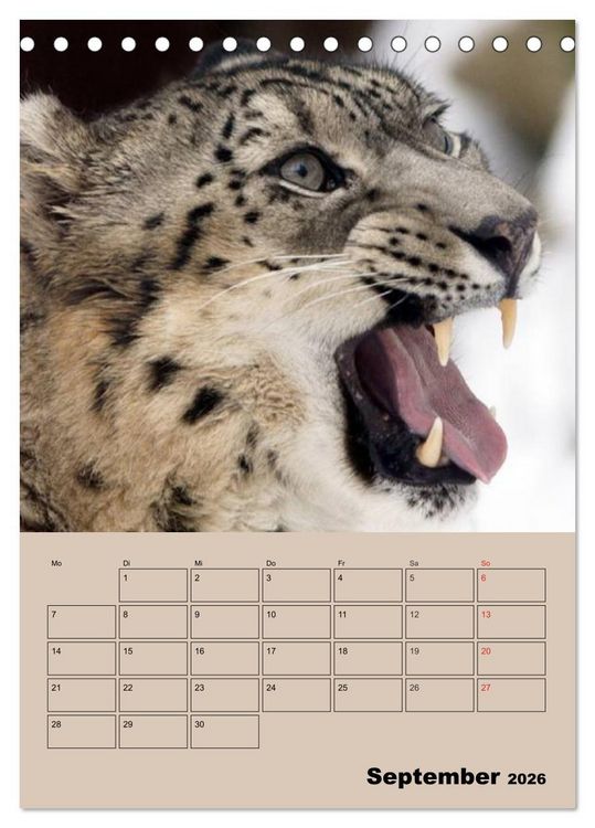 Produktbild: Gro&szlig;katzen. Raubkatzengesichter (Tischkalender 2026 DIN A5 hoch), CALVENDO Monatskalender