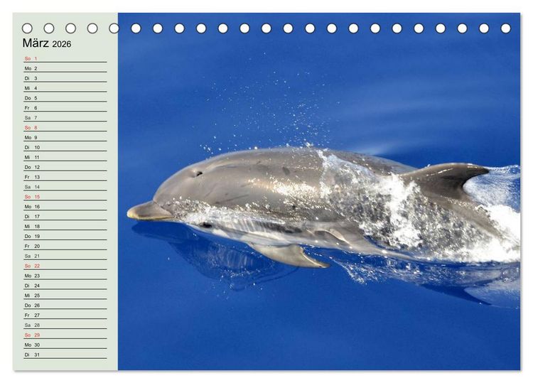 Produktbild: Leben in den Weltmeeren. Delfine, Wale und Haie (Tischkalender 2026 DIN A5 quer), CALVENDO Monatskalender