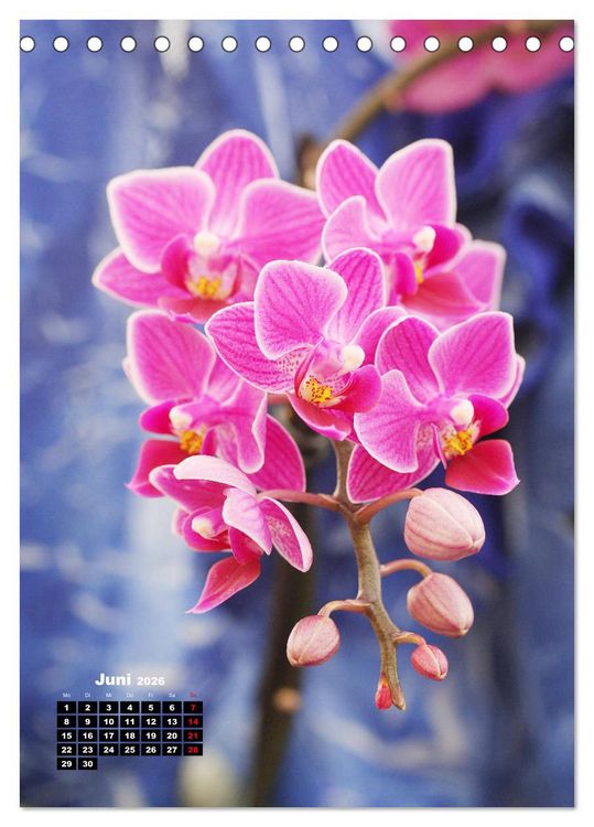 Produktbild: Kleine Orchideensch&auml;tze (Tischkalender 2026 DIN A5 hoch), CALVENDO Monatskalender