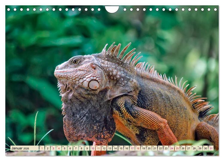 Produktbild: Wundersch&ouml;ner Leguan (Wandkalender 2026 DIN A4 quer), CALVENDO Monatskalender