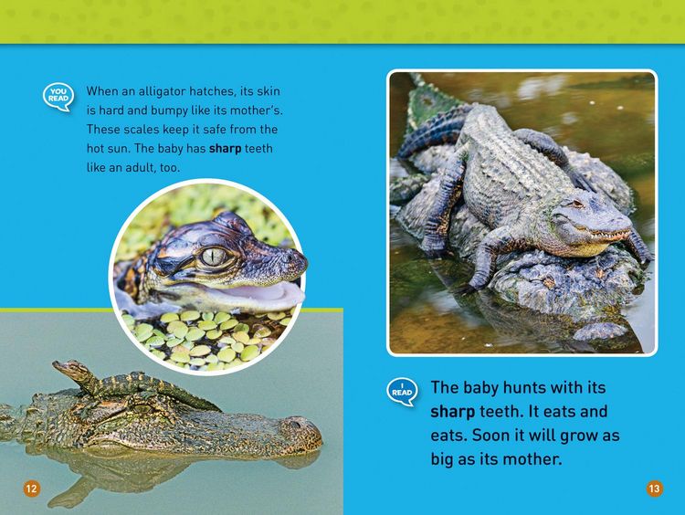 Produktbild: Tadpole to Frog (National Geographic Kids Readers, Level 1/Co-Reader)