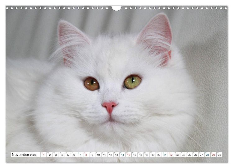 Produktbild: Die Perserkatze - Farbschlag Wei&szlig; (Wandkalender 2026 DIN A3 quer), CALVENDO Monatskalender