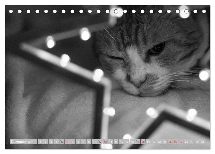 Produktbild: Katzen Pers&ouml;nlichkeiten 2026 (Tischkalender 2026 DIN A5 quer), CALVENDO Monatskalender