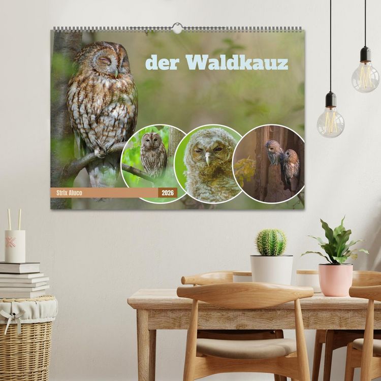 Produktbild: der Waldkauz - Strix Aluco (Wandkalender 2026 DIN A2 quer), CALVENDO Monatskalender