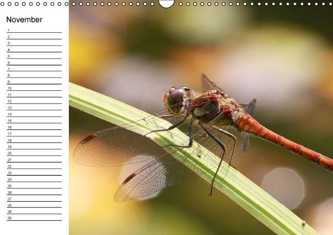 Produktbild: Libellen Geburtstagskalender (Wandkalender immerw&auml;hrend DIN A3 quer)