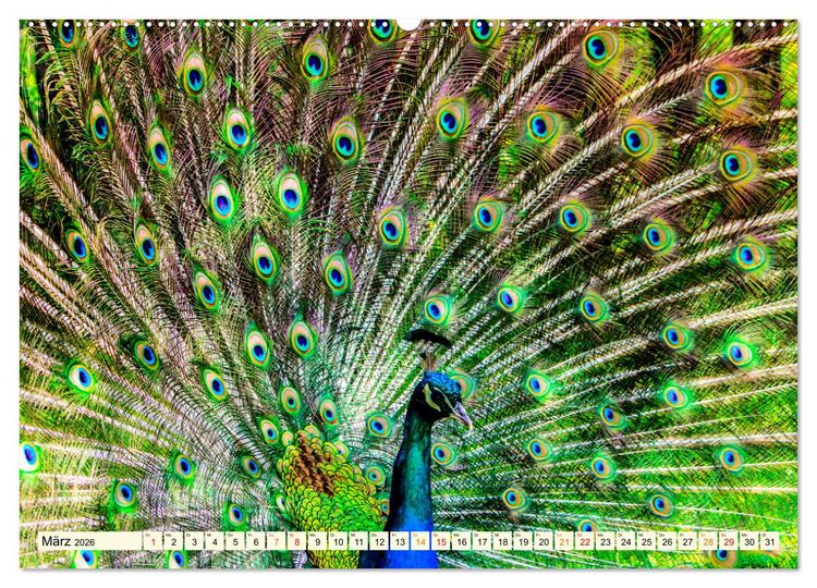 Produktbild: Sch&ouml;ner Pfau (hochwertiger Premium Wandkalender 2026 DIN A2 quer), Kunstdruck in Hochglanz