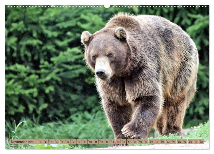 Produktbild: B&auml;ren - Der Eisb&auml;r und der Kamtschatka-Braunb&auml;r (hochwertiger Premium Wandkalender 2026 DIN A2 quer), Kunstdruck in Hochglanz