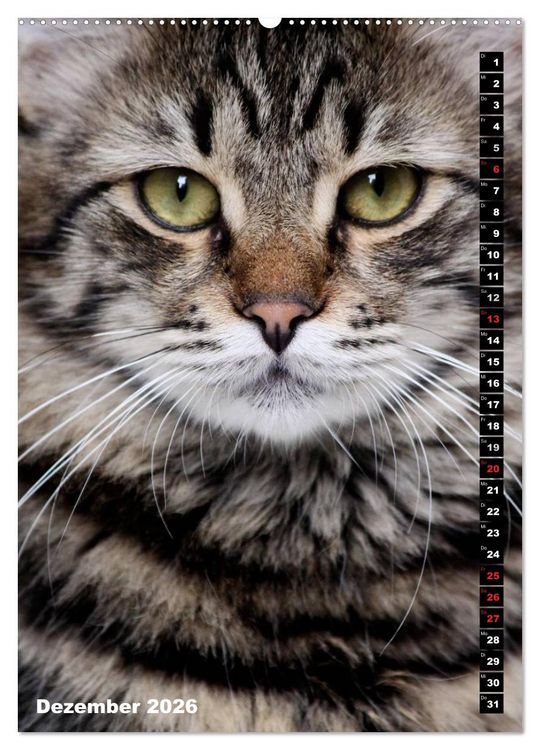 Produktbild: Istanbuls Katzen (hochwertiger Premium Wandkalender 2026 DIN A2 hoch), Kunstdruck in Hochglanz
