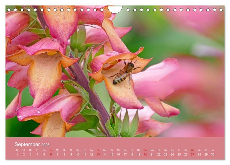 Produktbild: Fauna trifft Flora - Tierischer Besuch im Pflanzenreich (Wandkalender 2026 DIN A4 quer), CALVENDO Monatskalender