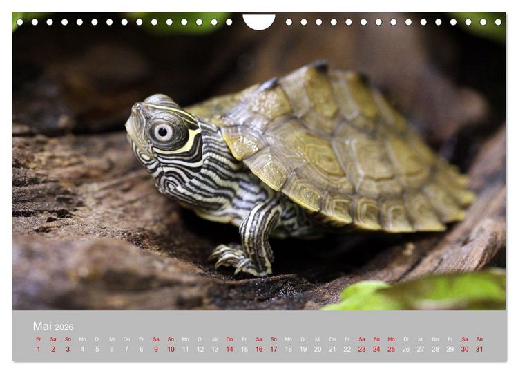 Produktbild: Terrarientiere (Wandkalender 2026 DIN A4 quer), CALVENDO Monatskalender