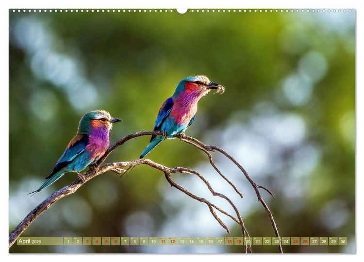 Produktbild: Namibias faszinierende Tierwelt (hochwertiger Premium Wandkalender 2026 DIN A2 quer), Kunstdruck in Hochglanz