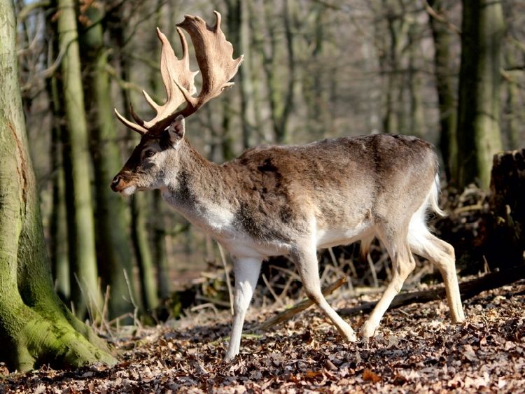 Produktbild: CALVENDO Puzzle K&ouml;nige des Waldes- Hirsche | 1000 Teile Lege-Gr&ouml;&szlig;e 64x48cm Foto-Puzzle f&uuml;r gl&uuml;ckliche Stunden