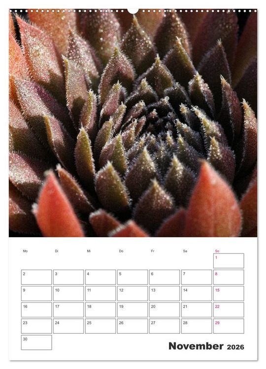 Produktbild: Ich liebe Sempervivum (hochwertiger Premium Wandkalender 2026 DIN A2 hoch), Kunstdruck in Hochglanz