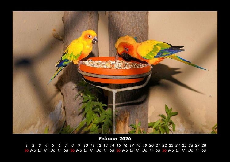 Produktbild: Vogelparadies 2026 Fotokalender DIN A3
