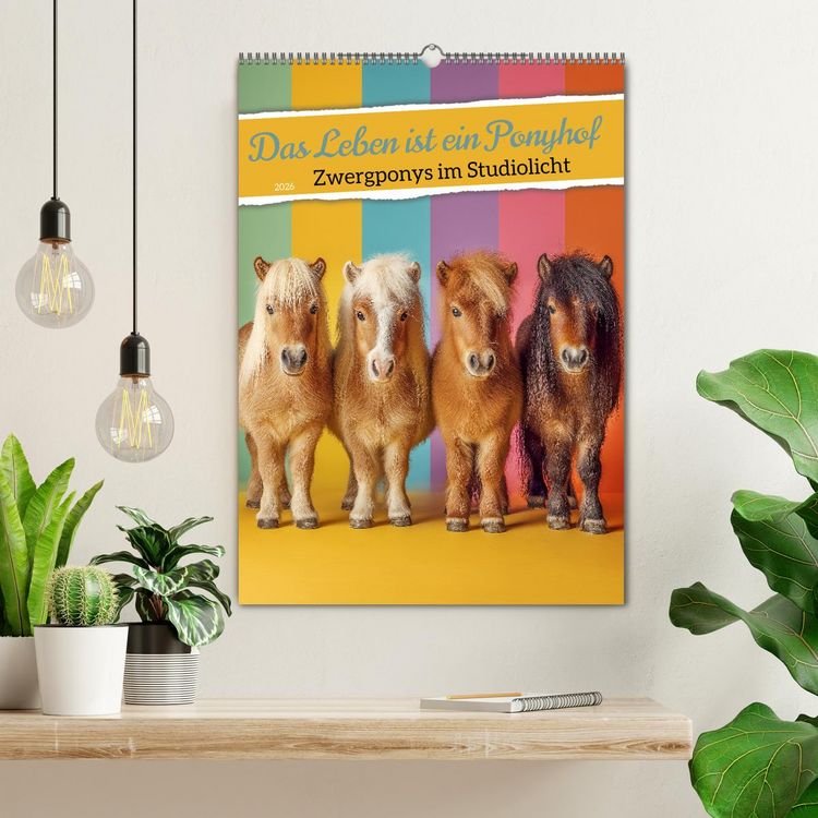 Produktbild: Das Leben ist ein Ponyhof - Zwergponys im Studiolicht (Wandkalender 2026 DIN A2 hoch), CALVENDO Monatskalender