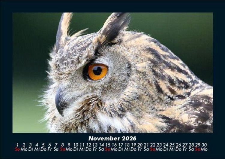 Produktbild: Tiere in der Wildnis 2026 Fotokalender DIN A5