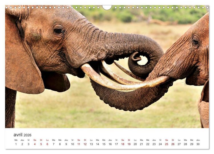 Produktbild: &Eacute;l&eacute;phants en Afrique (Calendrier mural 2026 DIN A3 vertical), CALVENDO calendrier mensuel