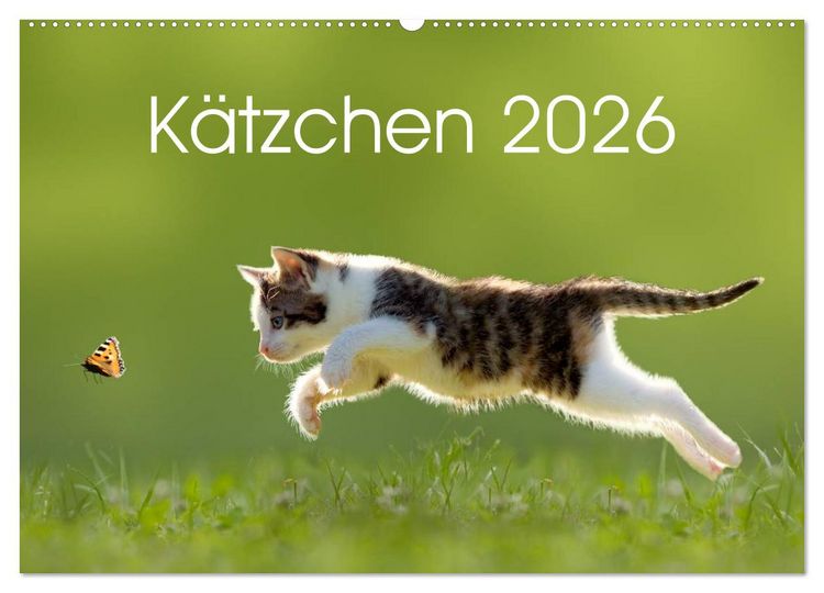 Produktbild: K&auml;tzchen 2026 (Wandkalender 2026 DIN A2 quer), CALVENDO Monatskalender