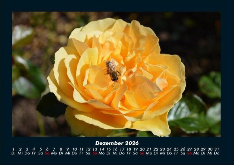 Produktbild: Rosentraum 2026 Fotokalender DIN A4
