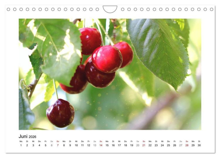 Produktbild: Mein Sehnsuchtsort, der Garten (Wandkalender 2026 DIN A4 quer), CALVENDO Monatskalender