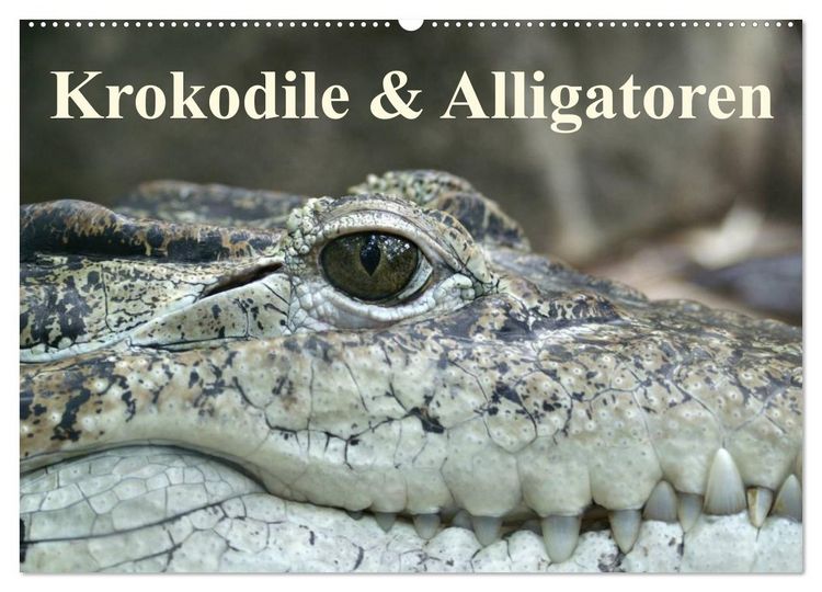 Produktbild: Krokodile & Alligatoren (Wandkalender 2026 DIN A2 quer), CALVENDO Monatskalender