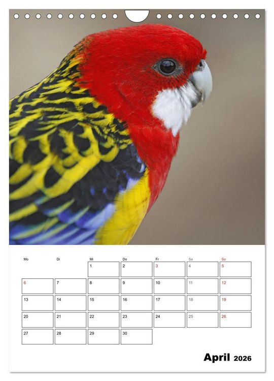 Produktbild: Papageien - Graupapagei, Rosella und Co. (Wandkalender 2026 DIN A4 hoch), CALVENDO Monatskalender