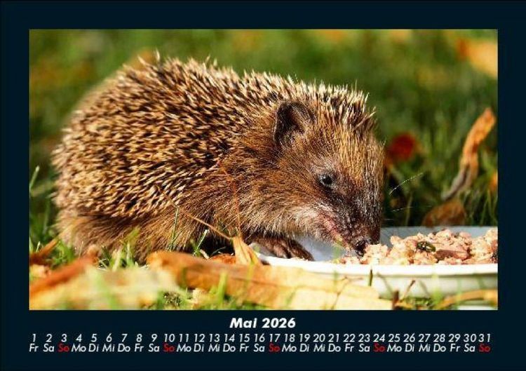 Produktbild: Tiere in der Wildnis 2026 Fotokalender DIN A5