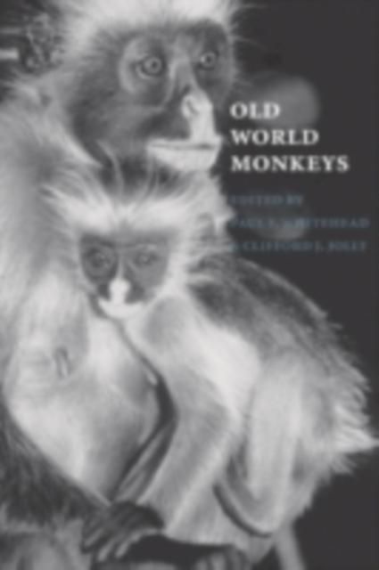 Produktbild: Old World Monkeys