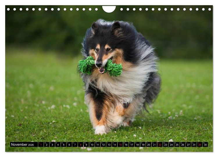 Produktbild: Collie - Mein bester Freund (Wandkalender 2026 DIN A4 quer), CALVENDO Monatskalender