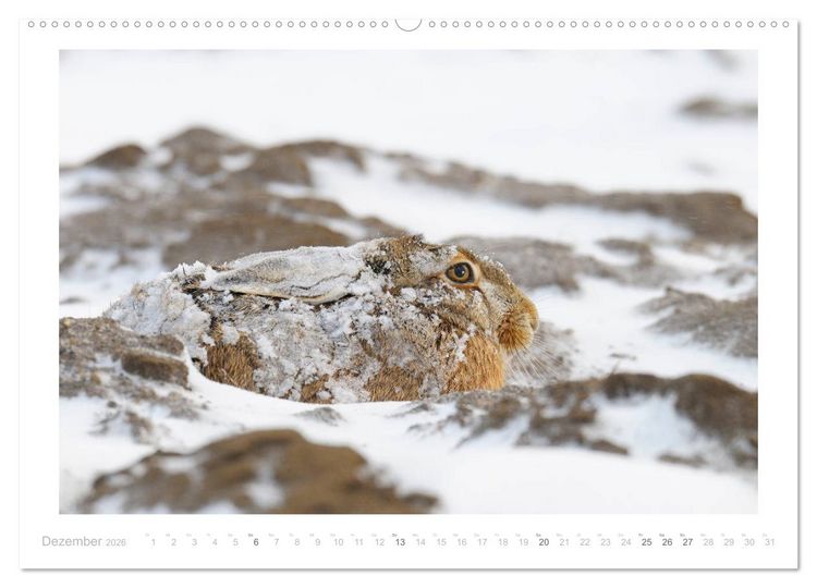 Produktbild: Der Feldhase (hochwertiger Premium Wandkalender 2026 DIN A2 quer), Kunstdruck in Hochglanz
