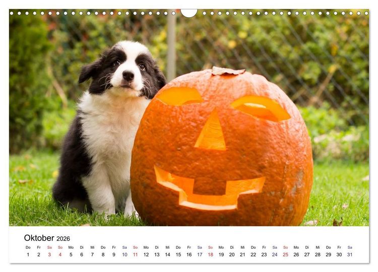 Produktbild: Pfotastische Border Collie Welpen (Wandkalender 2026 DIN A3 quer), CALVENDO Monatskalender
